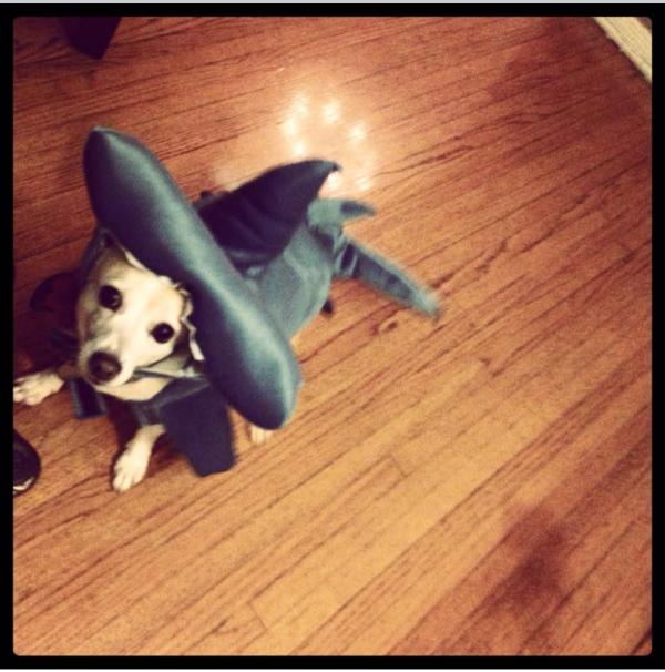Rayla shark