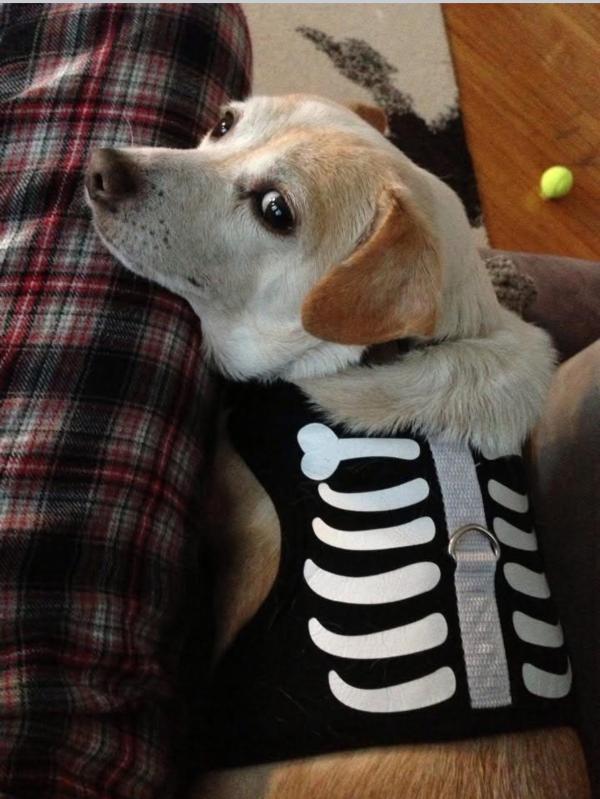 rayla skeleton