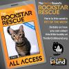 This little kitty is pretty FRY for a shy guy - meet FRY from TailTown in Pasadena!